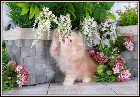 Cream male Persian Kitten for Sale