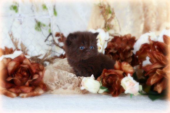 Pure Chocolate Persian Kitten
