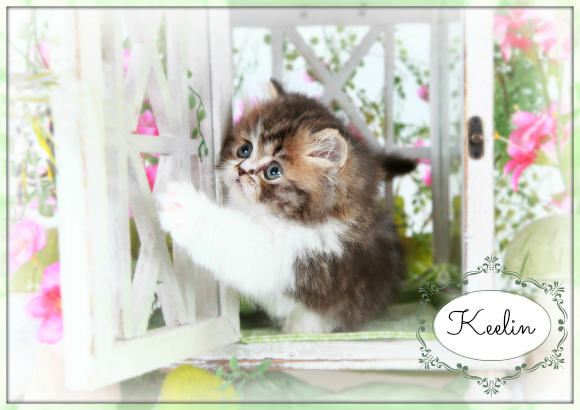 Classic Tabby Persian Kitten