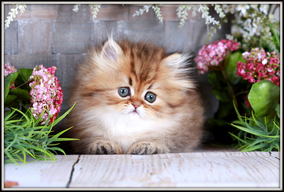 Teacup Persian Kitten for Sale