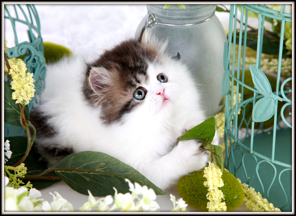 Shaded Golden and White Patchwork Toy Persian Kitten