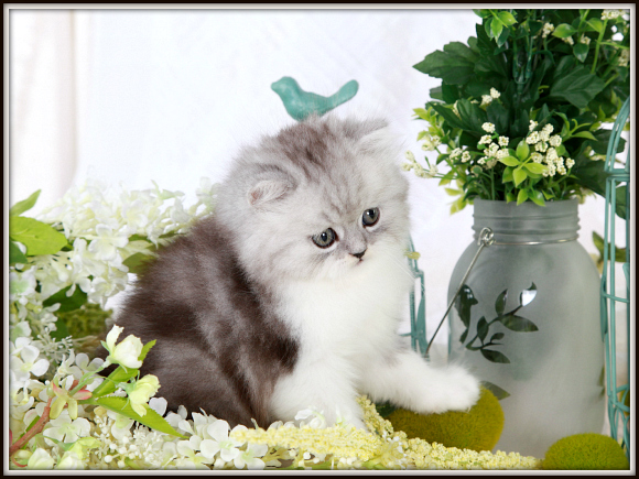 Black Smoke & White Bi-Color Toy Persian Kitten