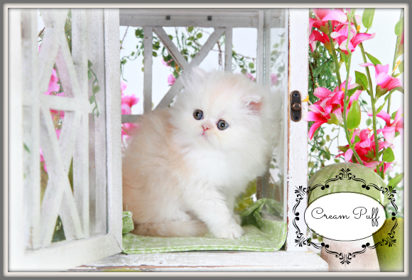 Strawberry Blonde Toy Persian Kitten