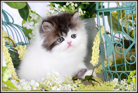 Shaded Golden and White Patchwork Toy Persian Kitten