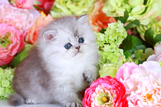 Silver Dust Teacup Persian Kitten