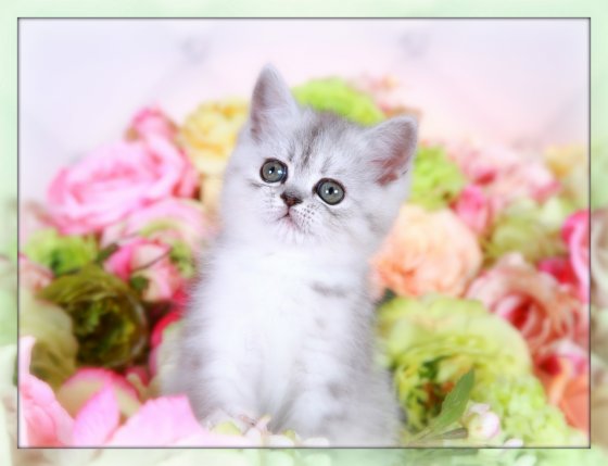 Exotic Short Hair Persian Kitten