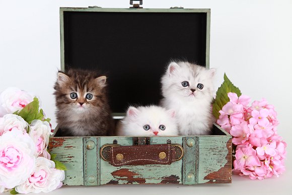 Teacup Persian Kittens