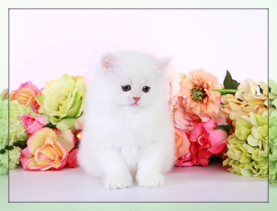 Ivory Chinchilla Toy Persian Kittens