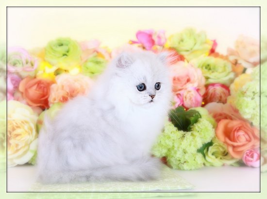 Silver Chinchilla Teacup Persian Kitten