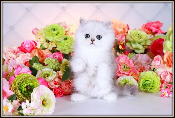 Ultra Light Shaded Silver Teacup Persian Kitten