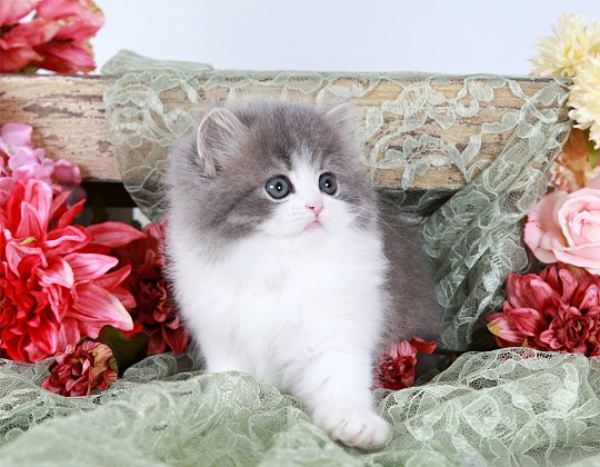 Blue White Bi-Color Teacup Persian Kitten