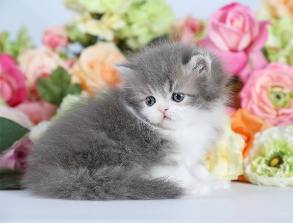 Blue and White Persian Kitten