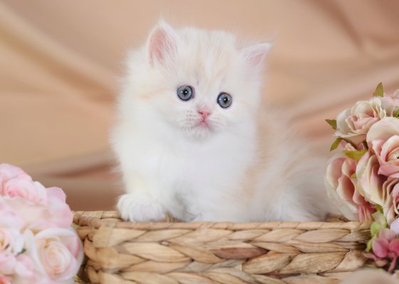 Teacup Persian Kitten for Sale