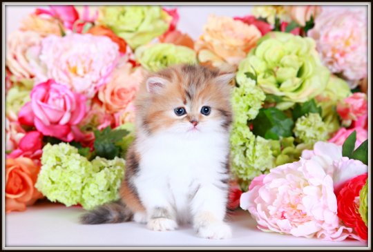 Calico Tabby Persian Kitten