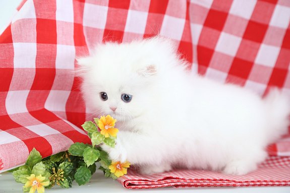 Solid White Persian Kitten