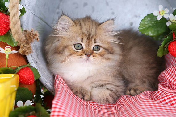 Shaded Golden Teacup Persian Kitten