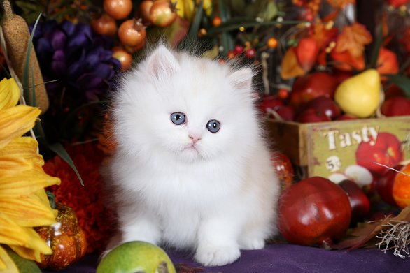 Strawberry Blonde Persian Kitten