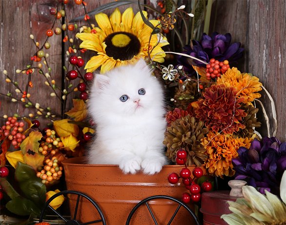 Strawberry Blonde Persian Kitten