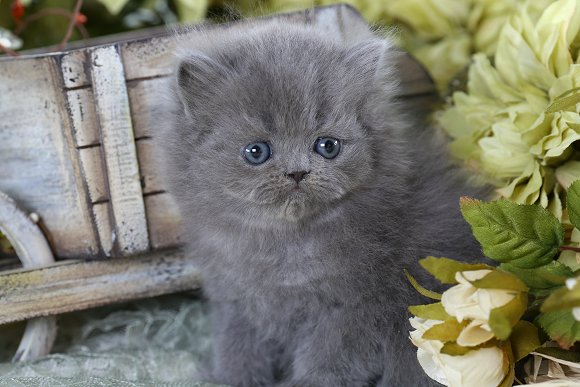 Blue Persian Kittens
