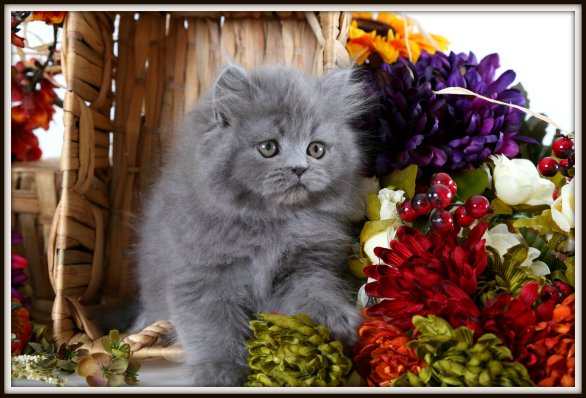 Blue Persian Kitten