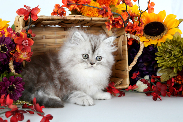 Silver Teacup Persian Kitten