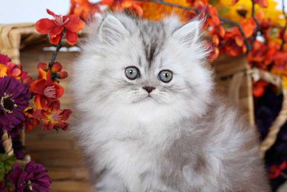 Shaded Silver Teacup Persian Kitten