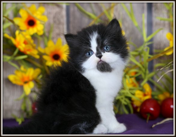 Black and White Persian Kitten