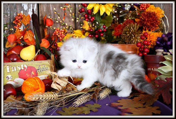 Black Smoke & White Persian Kitten