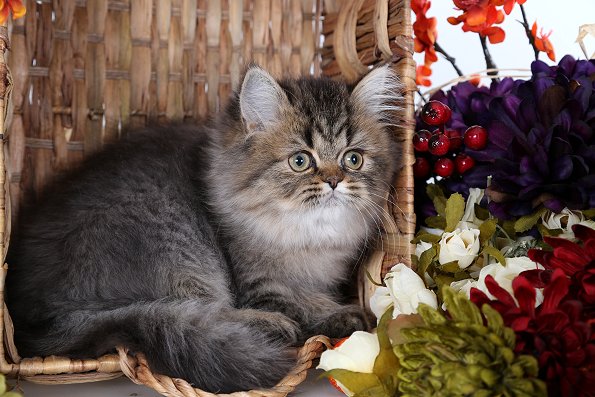 Tabby Persian Kitten