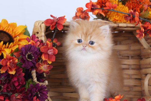 Red Teacup Persian Kitten