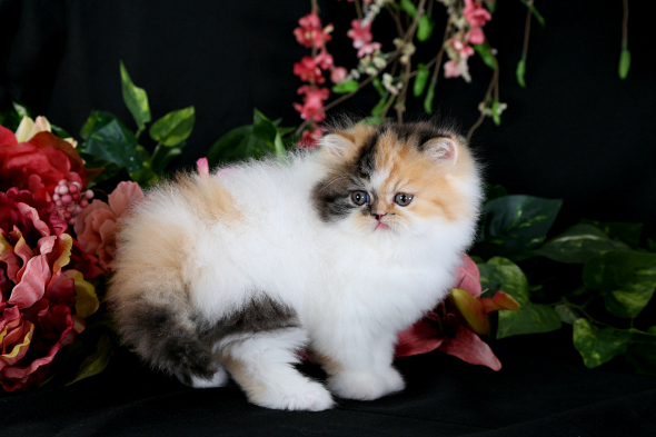 Calico Patchwork Persian Kitten