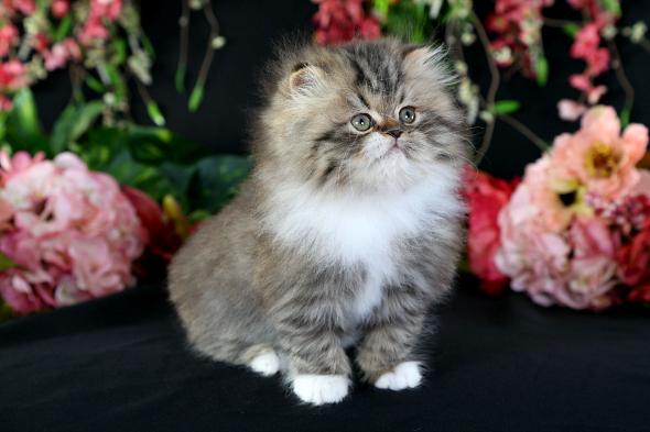 Shaded Golden & White Bi-Color Teacup Persian Kitten
