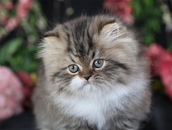 Shaded Golden & White Bi-Color Teacup Persian Kitten