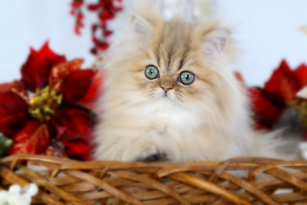 Golden Chinchilla Teacup Persian Kitten