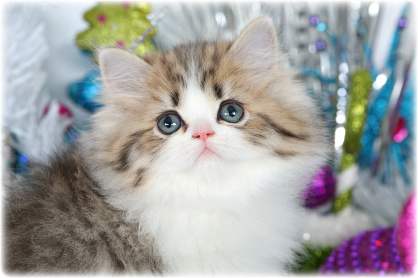 Teacup Persian Kitten