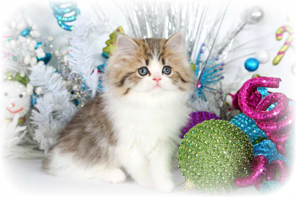 Teacup Persian Kitten