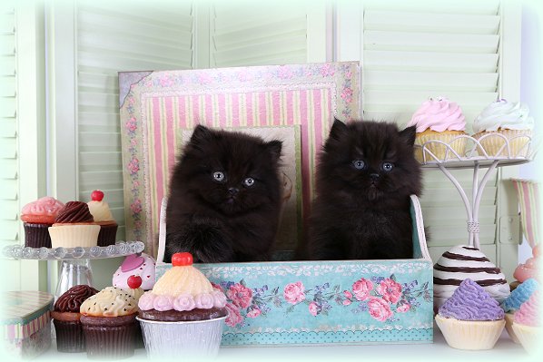 Black Persian Kittens