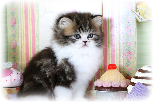 Golden Tabby & White Persian Kitten