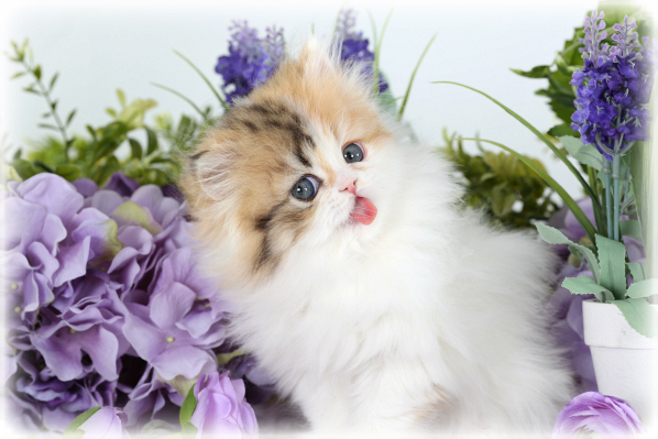 Calico Persian Kitten for Sale