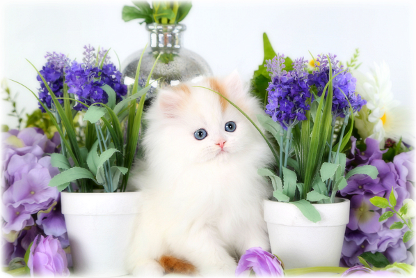 Red and white bicolor Persian Kitten for Sale