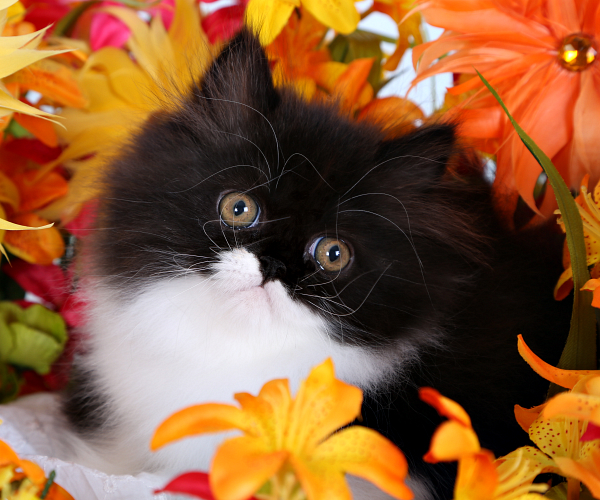Black & White Bicolor Persian Kitten - Doll Face Persian Kittens