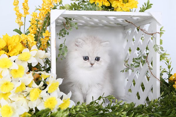 Daydream Teacup Persian kitten