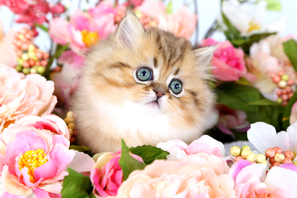 Golden Persian Kittens