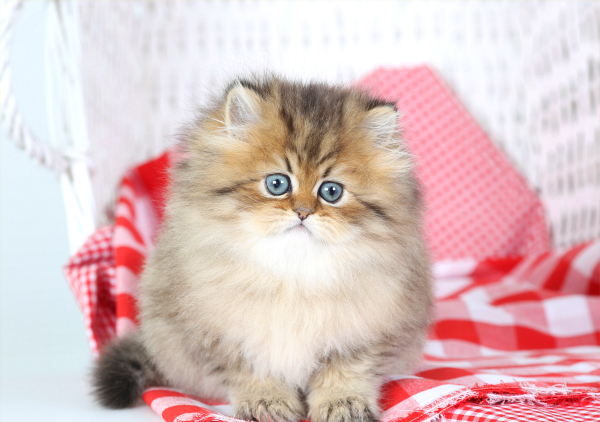 Golden Chinchilla Teacup Persian Kitten