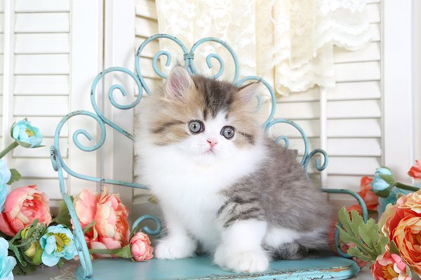 Shaded Golden & White Bi-Color Persian Kitten