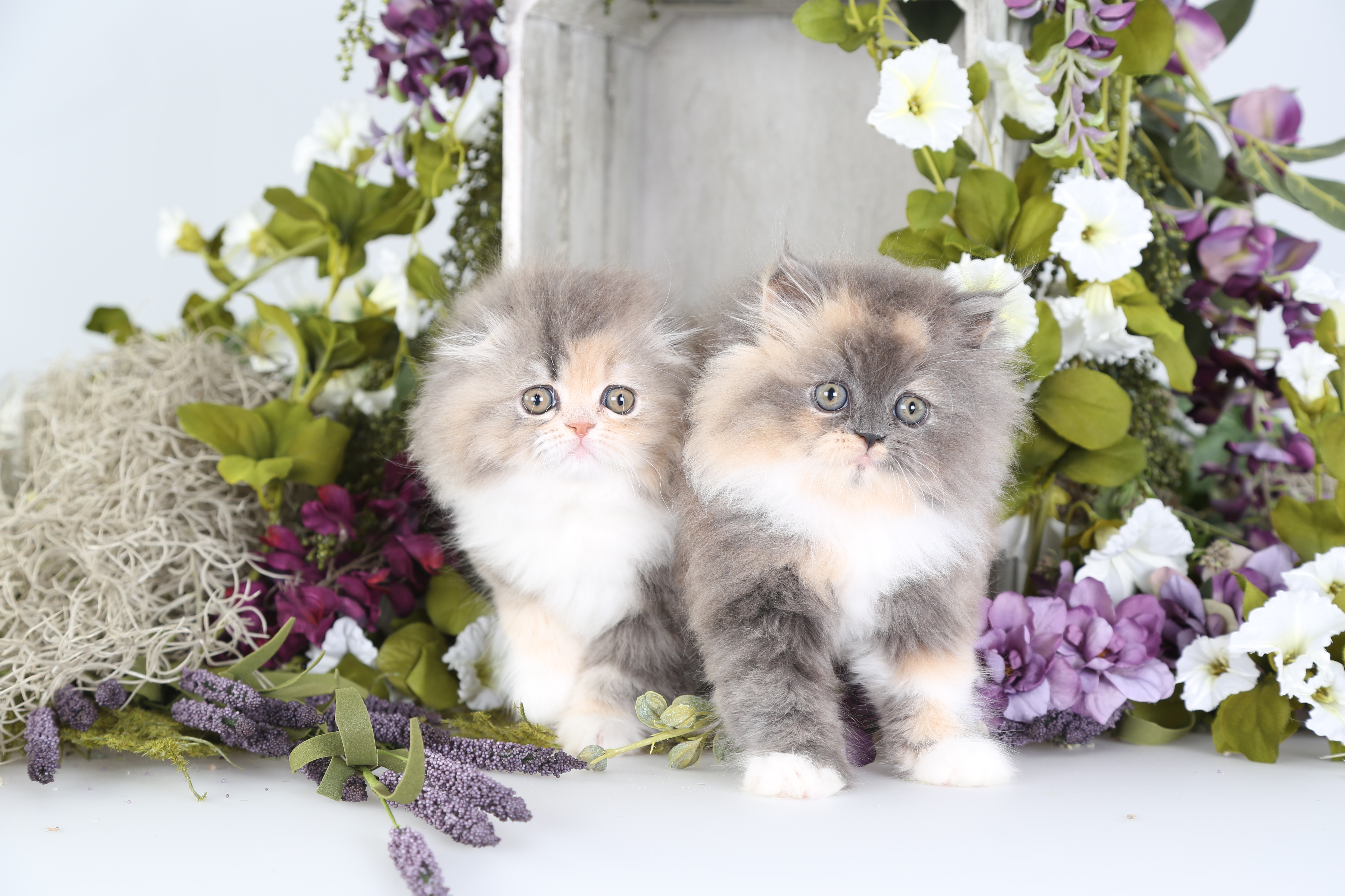 Dilute Calico Persian Kitten