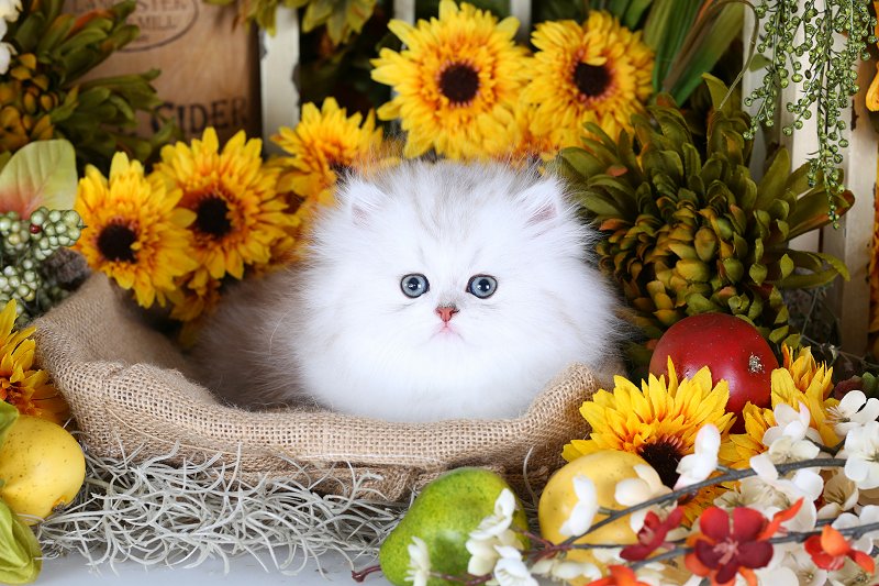 Silver Chinchilla & White Teacup Persian Kitten