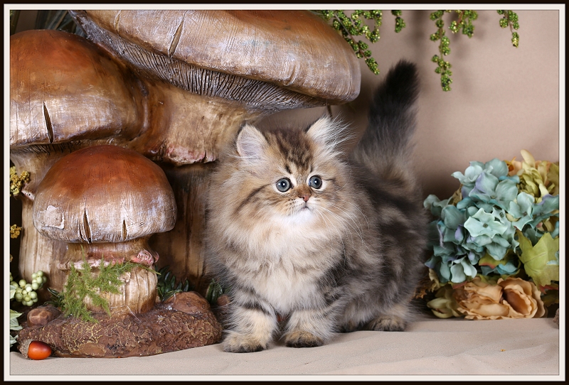 Tabby Persian Kitten for Sale