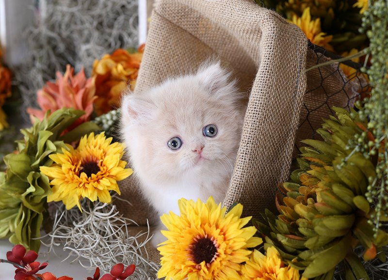 Cream & White Teacup Persian Kitten