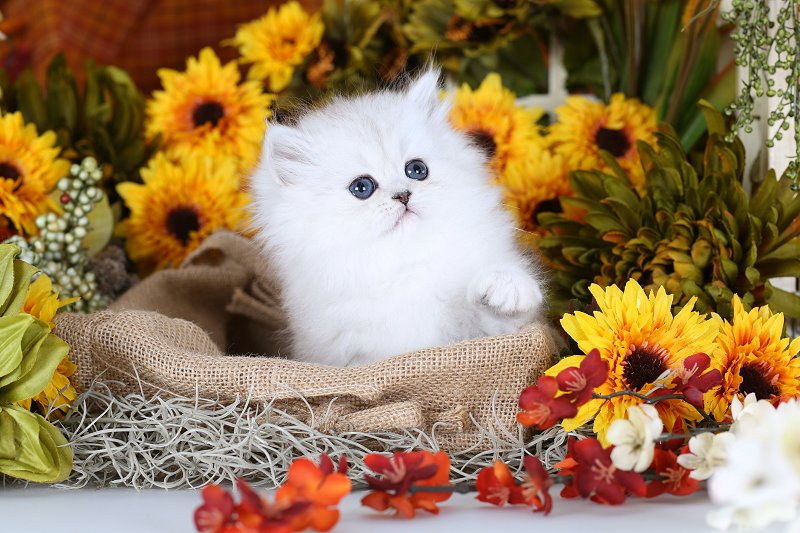 Silver Chinchilla Teacup Persian Kitten